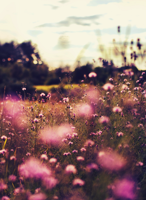 Inspiration estivale